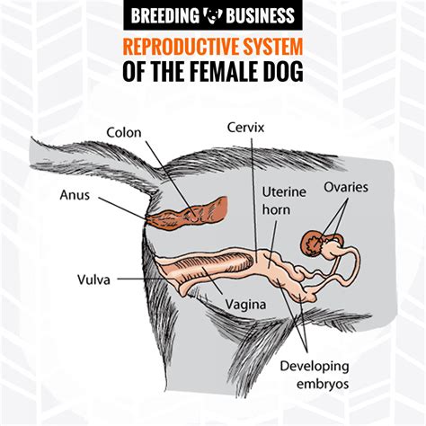 dog sex|Male & Female Dog Reproductive Systems — Organs and。